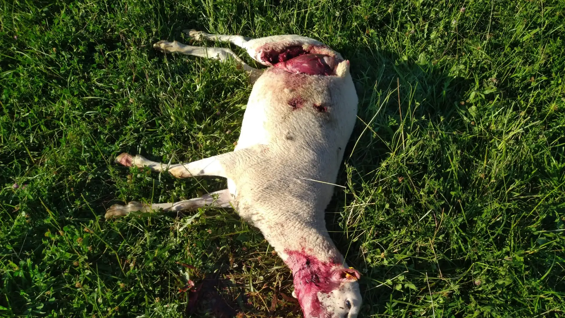 Nueve ovejas muertas y cuatro heridas muy cerca de Torralba de Aragón