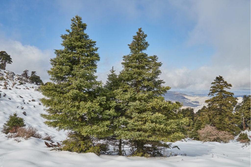 Sierra de las Nieves: 23.000 hectáreas de Parque Nacional Sierra de las Nieves: 23.000 hectáreas de Parque Nacional