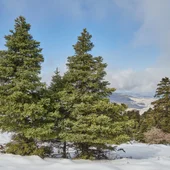 Sierra de las Nieves Sierra de las Nieves