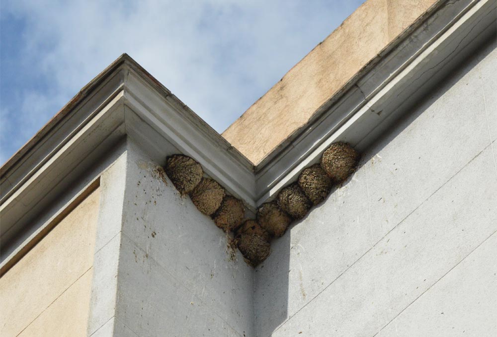Una comunidad de vecinos de Cáceres se enfrenta a una pena de cárcel por destruir una colonia de aves Una comunidad de vecinos de Cáceres se enfrenta a una pena de cárcel por destruir una colonia de aves