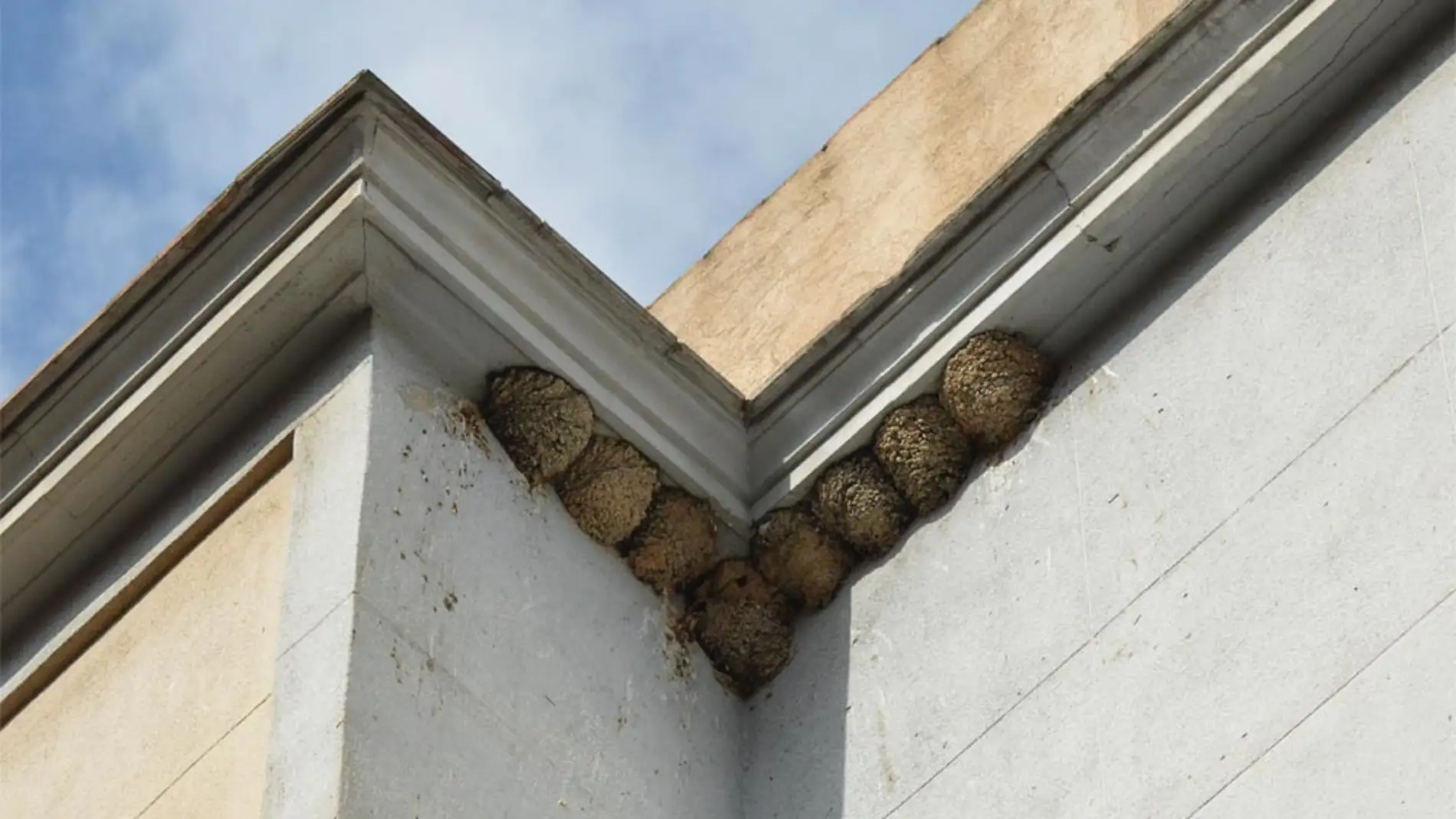 Una comunidad de vecinos de Cáceres se enfrenta a una pena de cárcel por destruir una colonia de aves