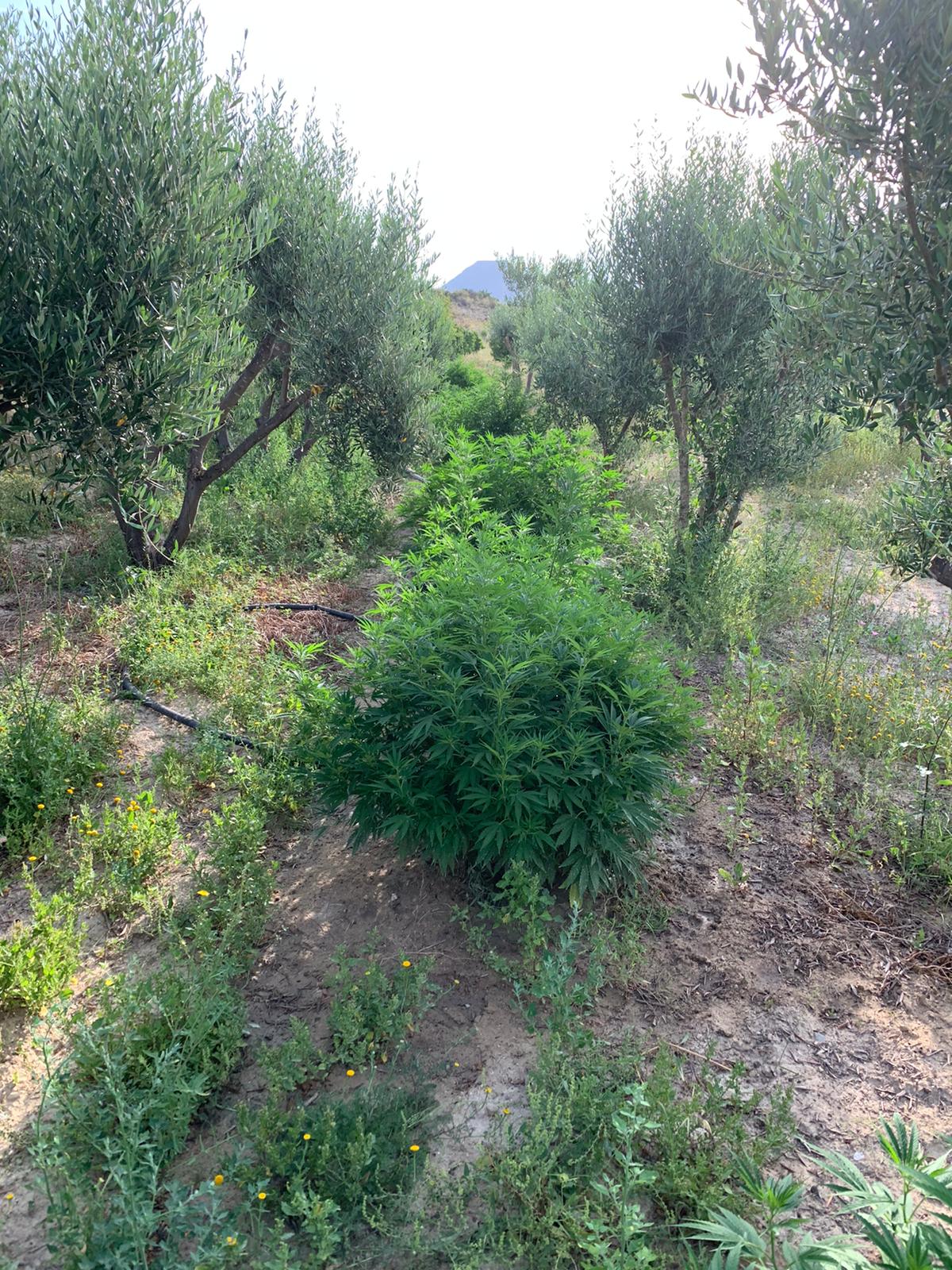 La Policía Local de Elche localiza un cultivo de marihuana en la pedanía de Santa Ana en una inspección por infracción de limpieza La Policía Local de Elche localiza un cultivo de marihuana en la pedanía de Santa Ana en una inspección por infracción de limpieza