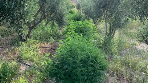 Plantas de marihuana en la parcela de la pedanía de Santa Ana de Elche. Plantas de marihuana en la parcela de la pedanía de Santa Ana de Elche.