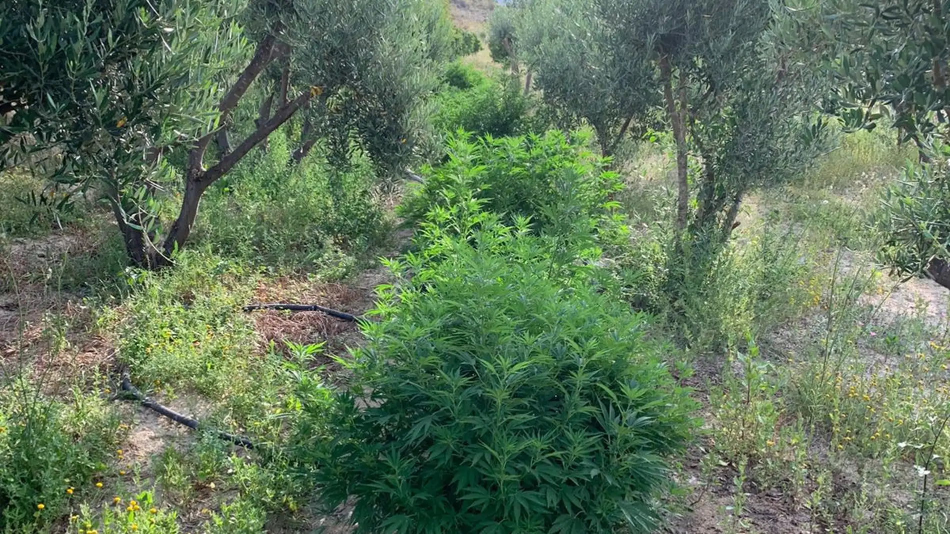 Plantas de marihuana en la parcela de la pedanía de Santa Ana de Elche.