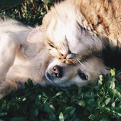 Perros y gatos Perros y gatos