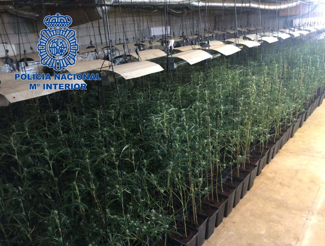 Cinco detenidos como presuntos autores por cultivo de marihuana Cinco detenidos como presuntos autores por cultivo de marihuana