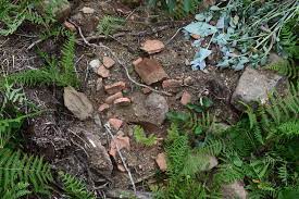 Dañado el Castro de Montoxo en Alfoz por una plantación de eucaliptos Dañado el Castro de Montoxo en Alfoz por una plantación de eucaliptos