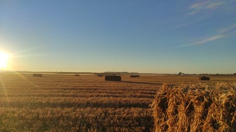 Imagen campo cereal tras cosecha