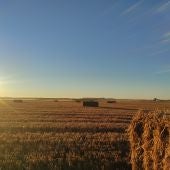 Imagen campo cereal tras cosecha