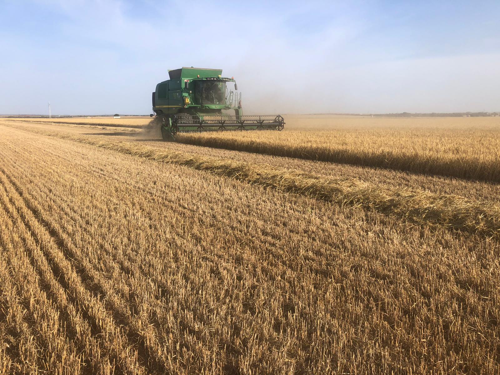 Puede haber un descenso del 15-20% de producción con respecto al año pasado Puede haber un descenso del 15-20% de producción con respecto al año pasado