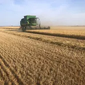 La campaña de cereal está a punto de finalizar en Ciudad Real La campaña de cereal está a punto de finalizar en Ciudad Real