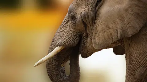 Elefante Elefante