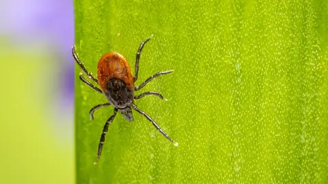 garrapatas garrapatas