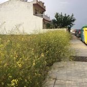 Un solar sin limpiar
