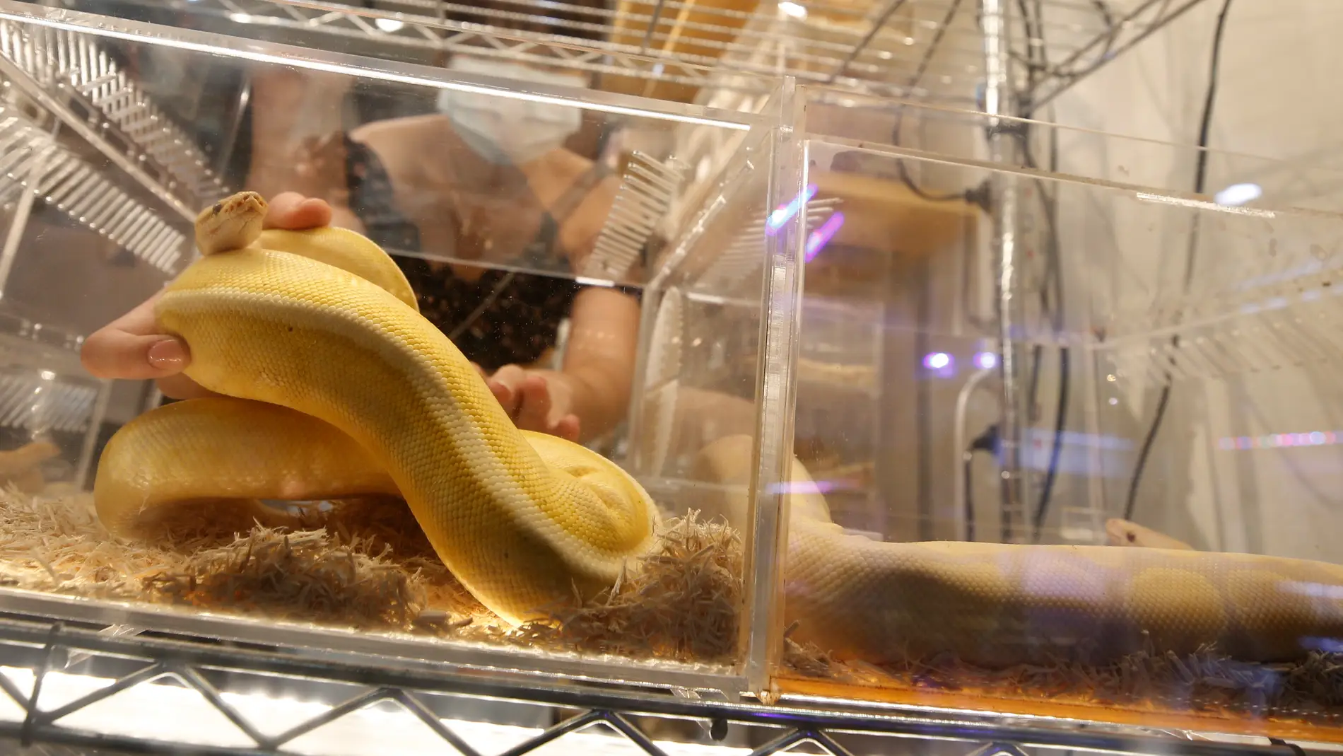 Una serpiente pitón en un expositor en un mercado en Tailandia.