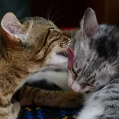 Dos gatos Dos gatos