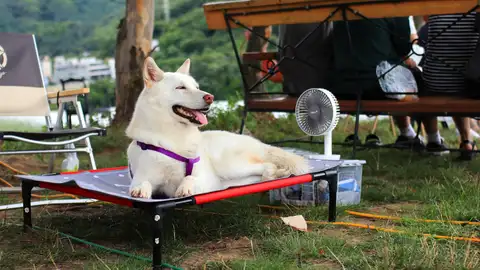 Hay que extremar los cuidados con las altas temperaturas Ángel Osuna, psicólogo y adiestrador canino