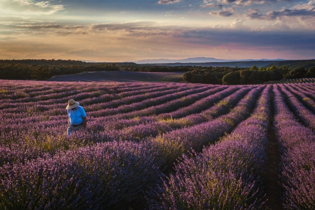Un recorrido por los cultivos tradicionales españoles: Lavanda, café y aguacate Un recorrido por los cultivos tradicionales españoles: Lavanda, café y aguacate