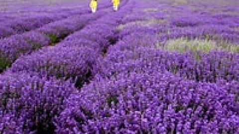 lavanda