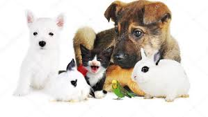 Proteger a los animales Proteger a los animales