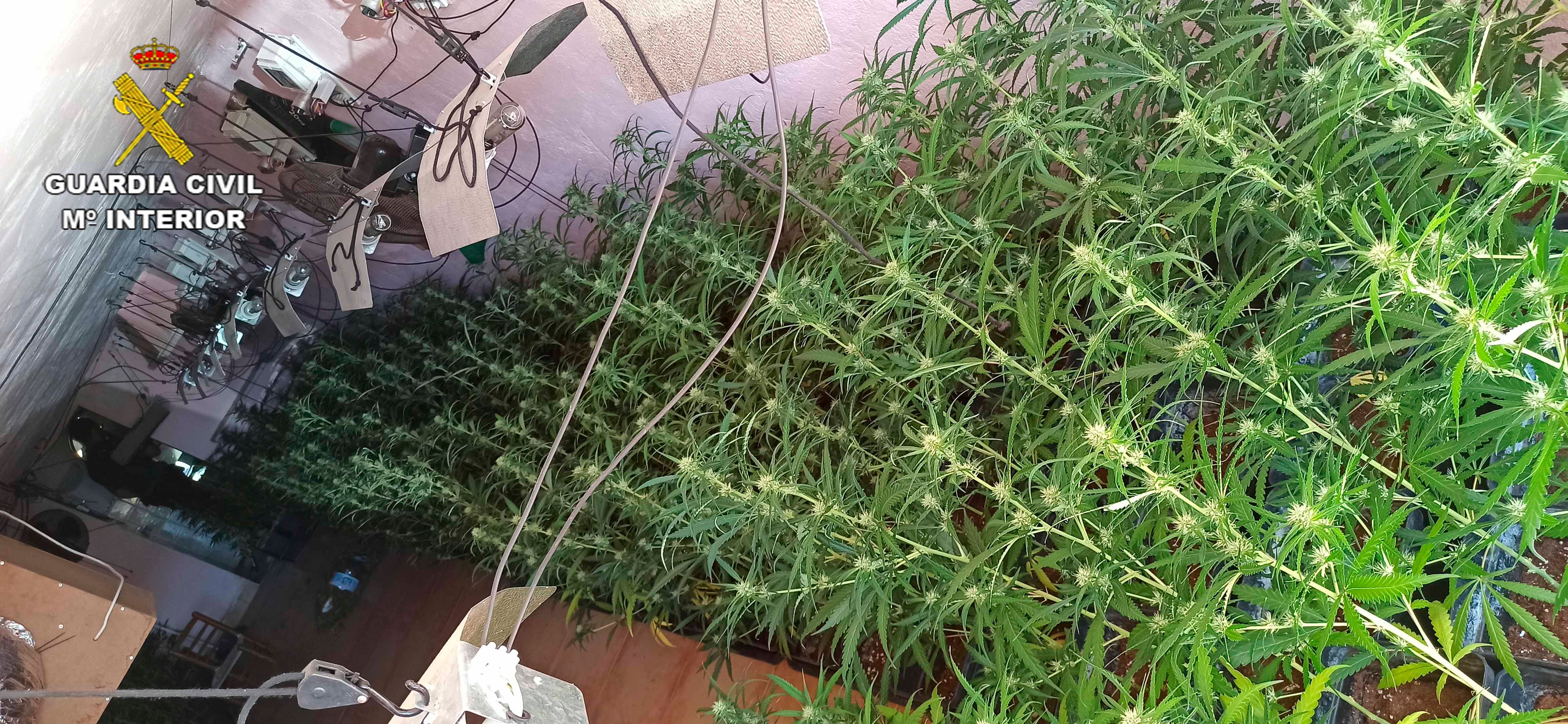 Incautan cerca de 900 plantas de marihuana en Santa Cruz de Mudela Incautan cerca de 900 plantas de marihuana en Santa Cruz de Mudela