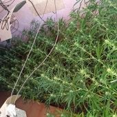 Plantación de marihuana incautada por la Guardia Civil