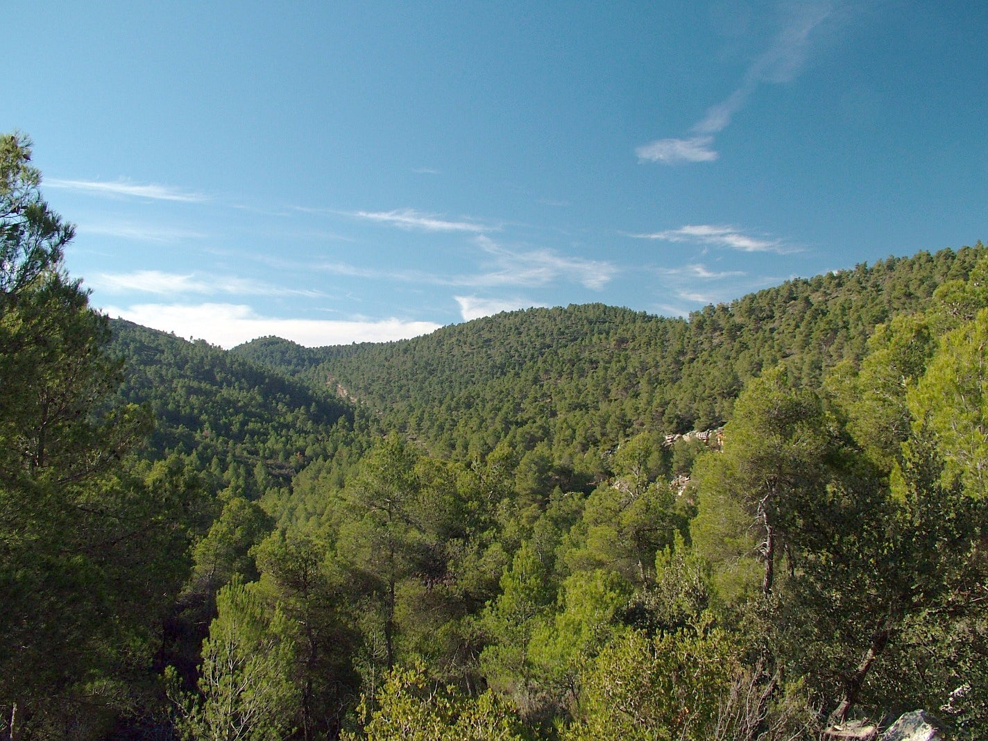 Com tenim els boscos a Catalunya? Com tenim els boscos a Catalunya?