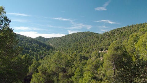 Los beneficios de los bosques mediterraneos en peligro si la temperatura global sube mas de 2 1C