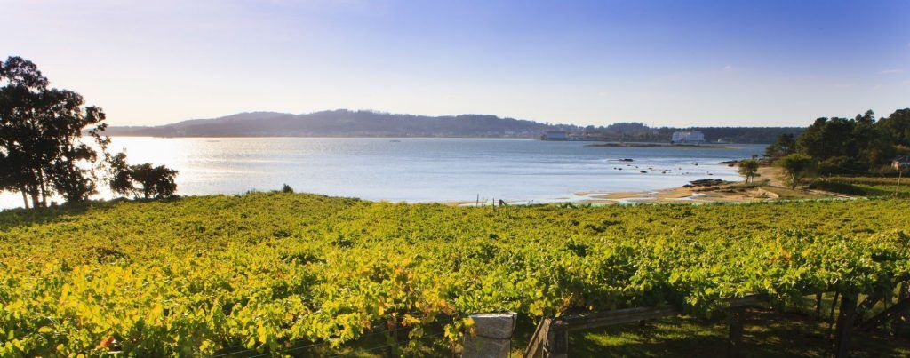Arranca la vendimia en la DO Rías Baixas Arranca la vendimia en la DO Rías Baixas