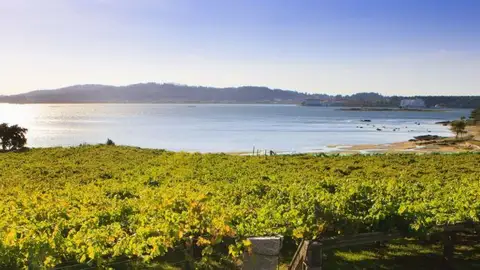 DO Rías Baixas Más de Uno Pontevedra