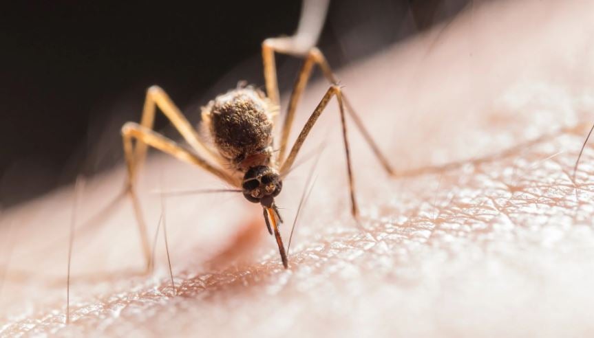 Día Mundial de la Alergia Día Mundial de la Alergia