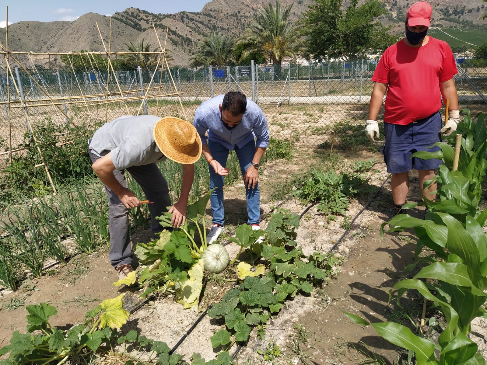 Abierto el plazo para optar al uso de las parcelas urbanas ecológicas en Orihuela Abierto el plazo para optar al uso de las parcelas urbanas ecológicas en Orihuela