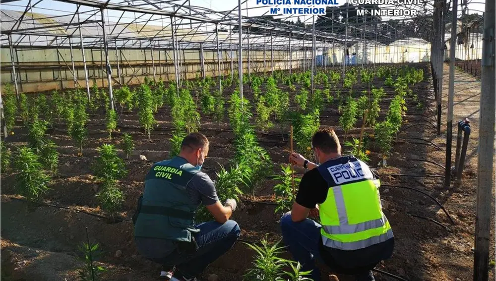 Agentes de la Guardia Civil y Policía Nacional en la plantación de marihuana de Elche. 