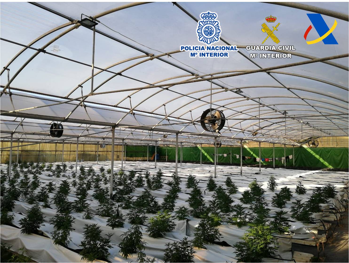 Cae un grupo que producía marihuana en Elche y la distribuía por medio de empresas de paquetería desde el aeropuerto de El Altet Cae un grupo que producía marihuana en Elche y la distribuía por medio de empresas de paquetería desde el aeropuerto de El Altet