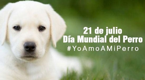 La organización mundial de la salud (OMS) estima que el 70% de los perros en el mundo no tienen un hogar La organización mundial de la salud (OMS) estima que el 70% de los perros en el mundo no tienen un hogar