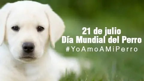 La organización mundial de la salud (OMS) estima que el 70% de los perros en el mundo no tienen un hogar perro