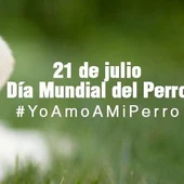 La organización mundial de la salud (OMS) estima que el 70% de los perros en el mundo no tienen un hogar La organización mundial de la salud (OMS) estima que el 70% de los perros en el mundo no tienen un hogar