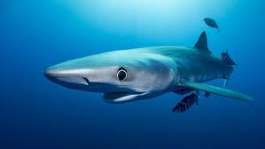 tiburon azul