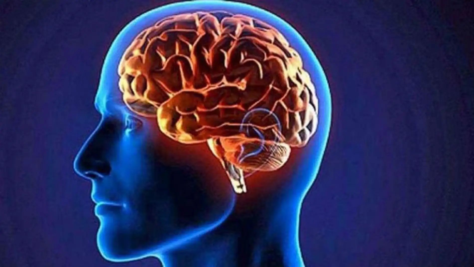 el Día Mundial del Cerebro, se celebra para, promover de esta manera la necesidad de crear conciencia sobre su potencial, riesgos y enfermedades el Día Mundial del Cerebro, se celebra para, promover de esta manera la necesidad de crear conciencia sobre su potencial, riesgos y enfermedades