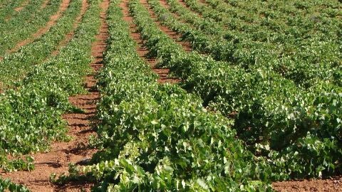 Imagen vi&ntilde;as DO Valdepe&ntilde;as