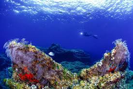 Reservas marinas - Buceo Reservas marinas - Buceo