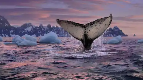 La Comisión Ballenera Internacional (CBI) decidió proclamar ese día como el Día Mundial Contra la Caza de Ballenas, hoy conocido como Día Mundial de las Ballenas y los Delfines dia mundial