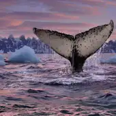 La Comisión Ballenera Internacional (CBI) decidió proclamar ese día como el Día Mundial Contra la Caza de Ballenas, hoy conocido como Día Mundial de las Ballenas y los Delfines La Comisión Ballenera Internacional (CBI) decidió proclamar ese día como el Día Mundial Contra la Caza de Ballenas, hoy conocido como Día Mundial de las Ballenas y los Delfines