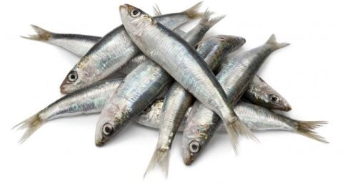 Sardinas On Egin 