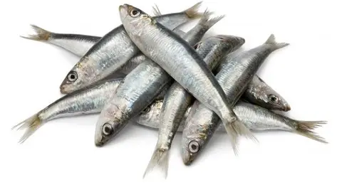 Sardinas On Egin Sardinas On Egin