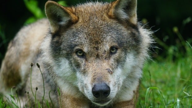 UPA denuncia el aumento de ataques de lobos a las explotaciones ganderas del norte de Palencia UPA denuncia el aumento de ataques de lobos a las explotaciones ganderas del norte de Palencia