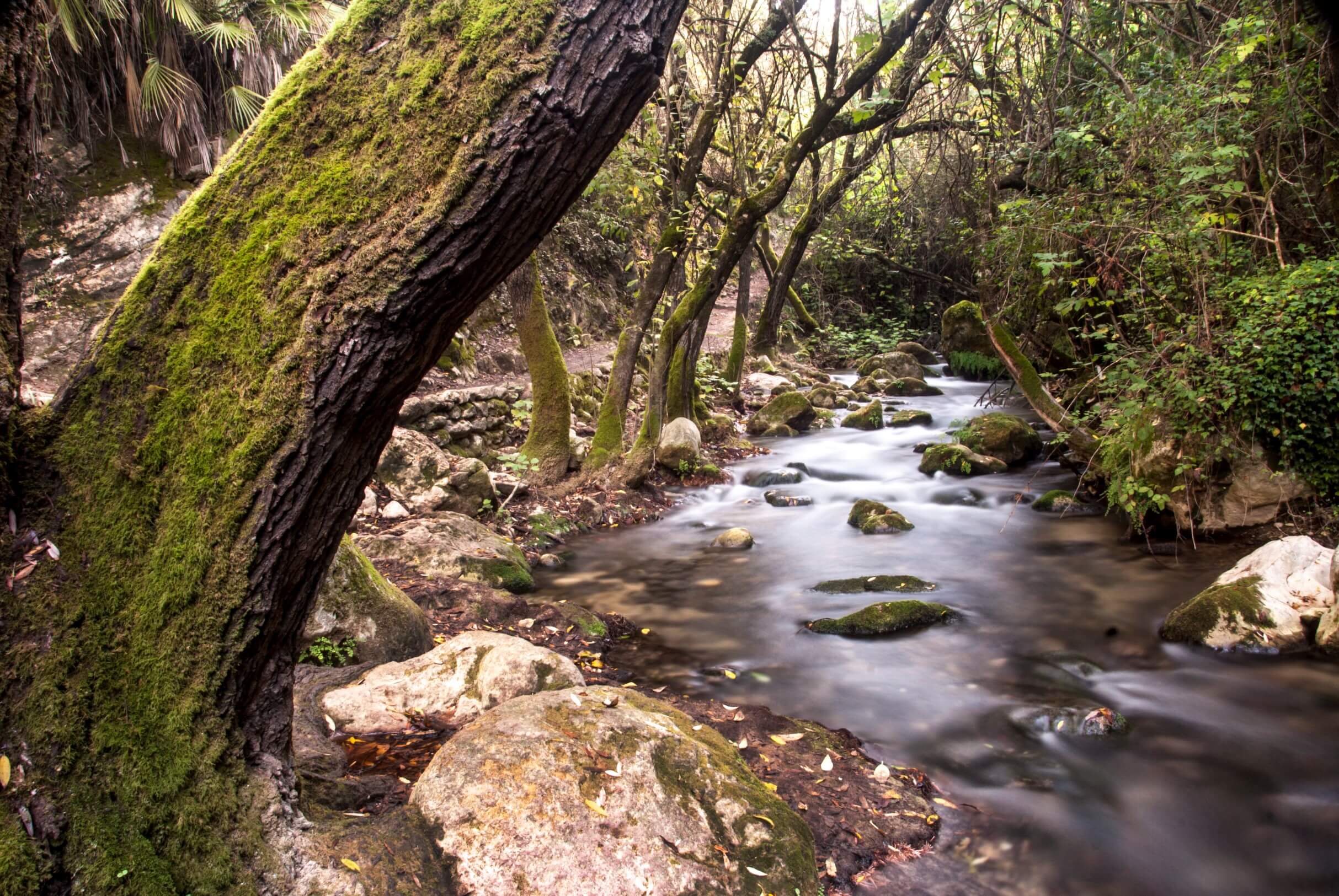 El Bosque se reinventa en verano para atraer al turista 'slow travel' El Bosque se reinventa en verano para atraer al turista 'slow travel'