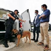 Presentados cuatro nuevos furgones de la policia local destinados a varias unidades de servicio 