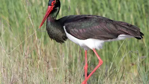 Cigüeña negra Cigüeña negra