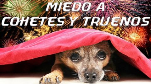 canino